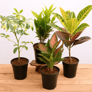 Top 4 Colorful Foliage House Plants for Indoor Decoration