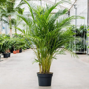 Areca Palm Plant in 5 inch Pot