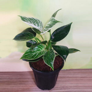 Philodendron Birkin in 4 inch Pot
