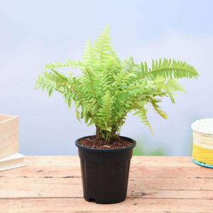 Nephrolepis exaltata aurea, Golden Fern, Pivla Fern - Plant