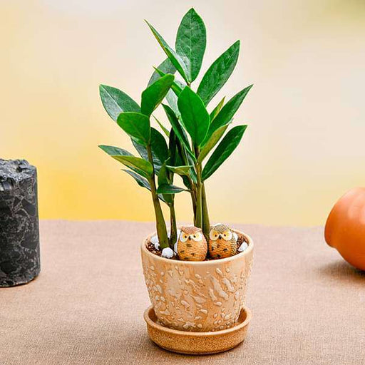 Everlasting ZZ Plant for Naughty Siblings