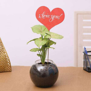Syngonium Plant in a Spherical Glass Vase for Someone Special