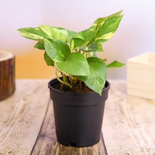 Money Plant, Scindapsus (Green) Plant in 5 inch Pot