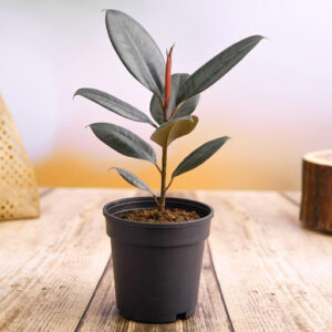 Rubber Plant, Ficus elastica (Small) Plant in 4 inch Pot