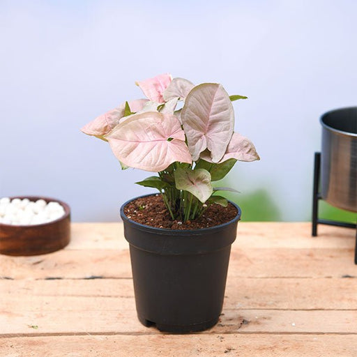 Syngonium (Pink) Plant in 4 inch Pot