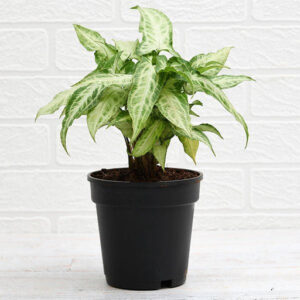 Syngonium podophyllum Mini Pixie Plant in 5 inch Black Pot