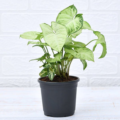 Syngonium Variegated Plant in 4 inch Pot