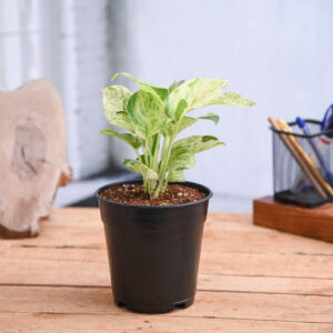 Money Plant Marble Queen Plant in 7 inch Hanging Round Plastic Pot