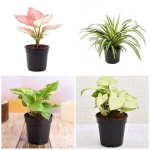 Natural Air Purifier Plants for Summer Cooling