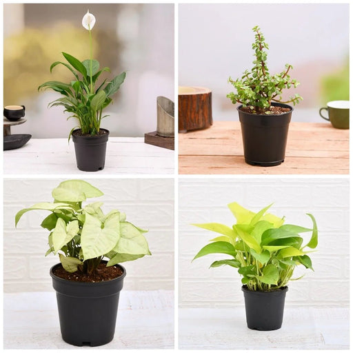 Top 5 Plants for Healthy and Prosperous New Year