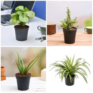 Set of 4 NASA Plants
