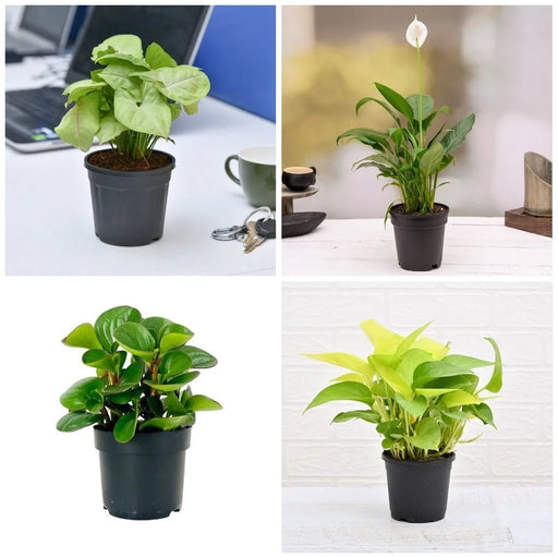 Set of 6 Plants for Healthy and Refreshing Day