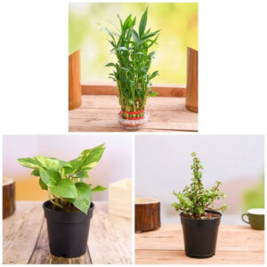 Lohri Special Plants for Good Luck