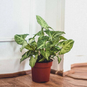 Syngonium Podophyllum White Butterfly Plant in 4 inch Pot